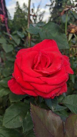 3G Rose Bush - 'Let Freedom Ring' Red - 3175