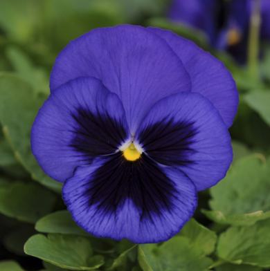 804 Pansy - Spring Matrix Blue Blotch