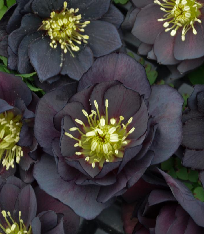 1G Helleborus Wedding Party 'Dark and Handsome' - Lenten Rose - 1020598
