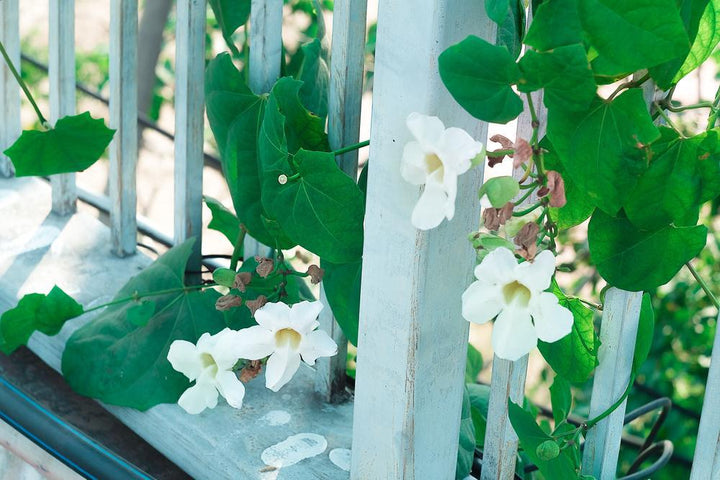 1G Anemone Fantasy 'Snow Angel' - Windflower - 1012280
