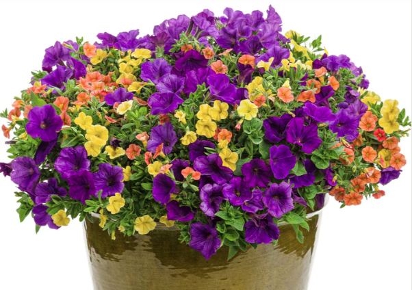 10" HB PW Fall Combination Hanging Basket Autumn Breeze