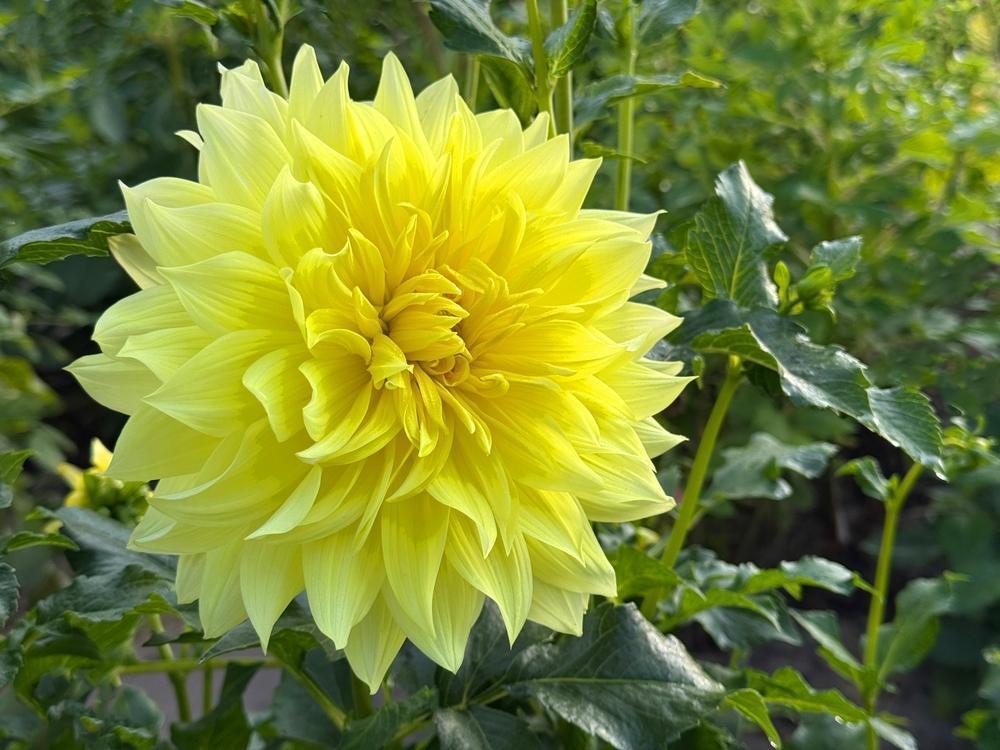 4.5" Dahlia