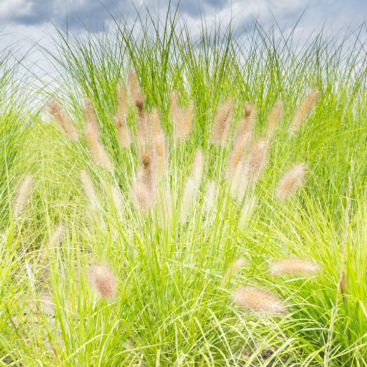 Lumen Gold™ Fountain Grass