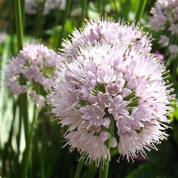 Summer Beauty Ornamental Onion