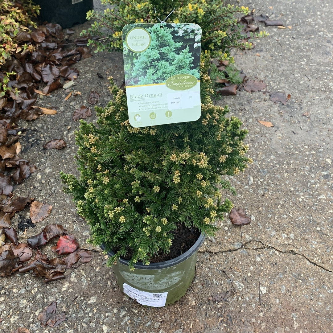 Cryptomeria japonica 'Black Dragon'  - Black Dragon Japanese Cedar