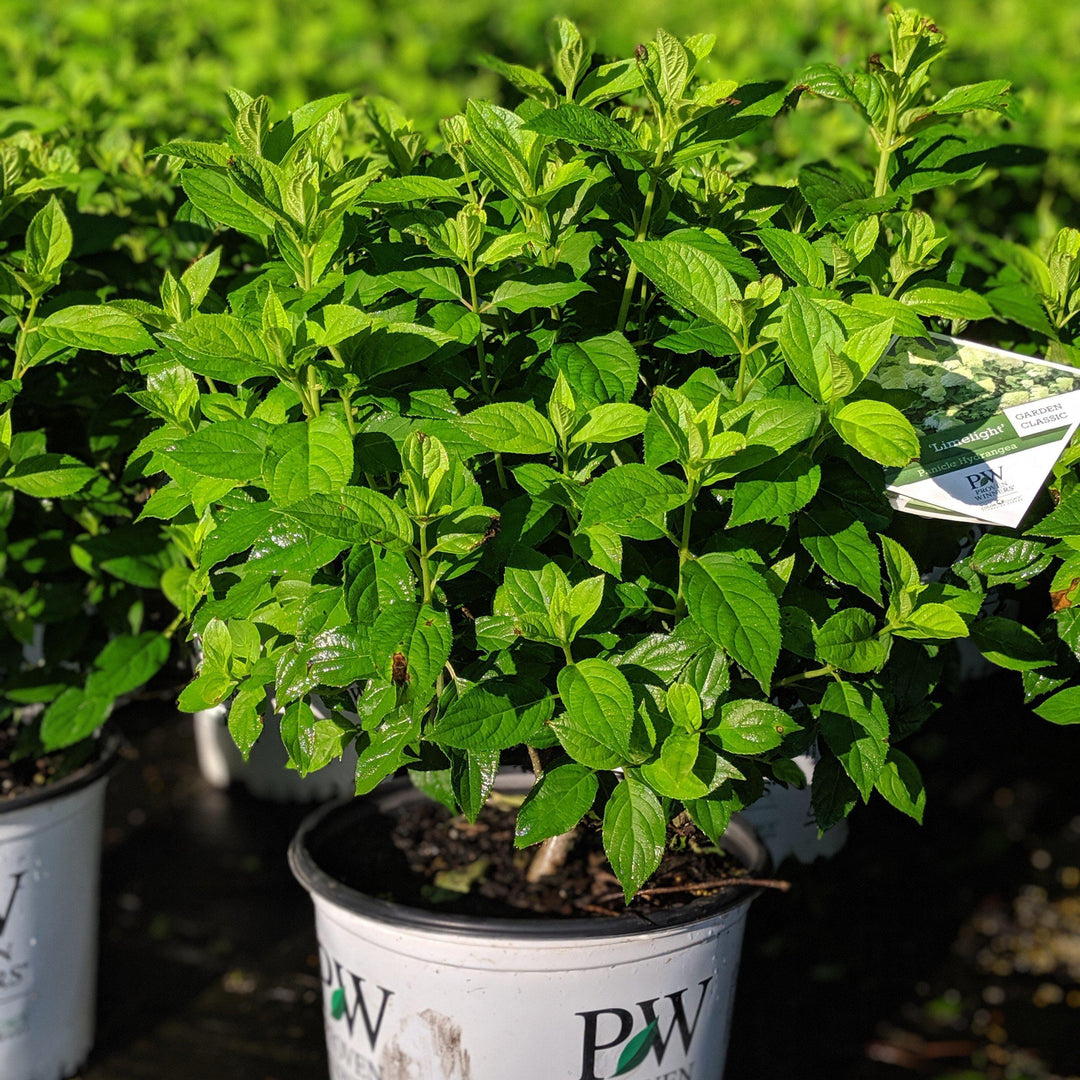 Proven Winners® Limelight® Hydrangea