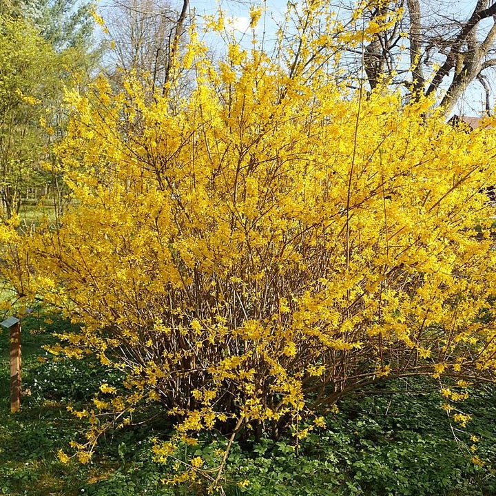 Lynwood Gold Forsythia