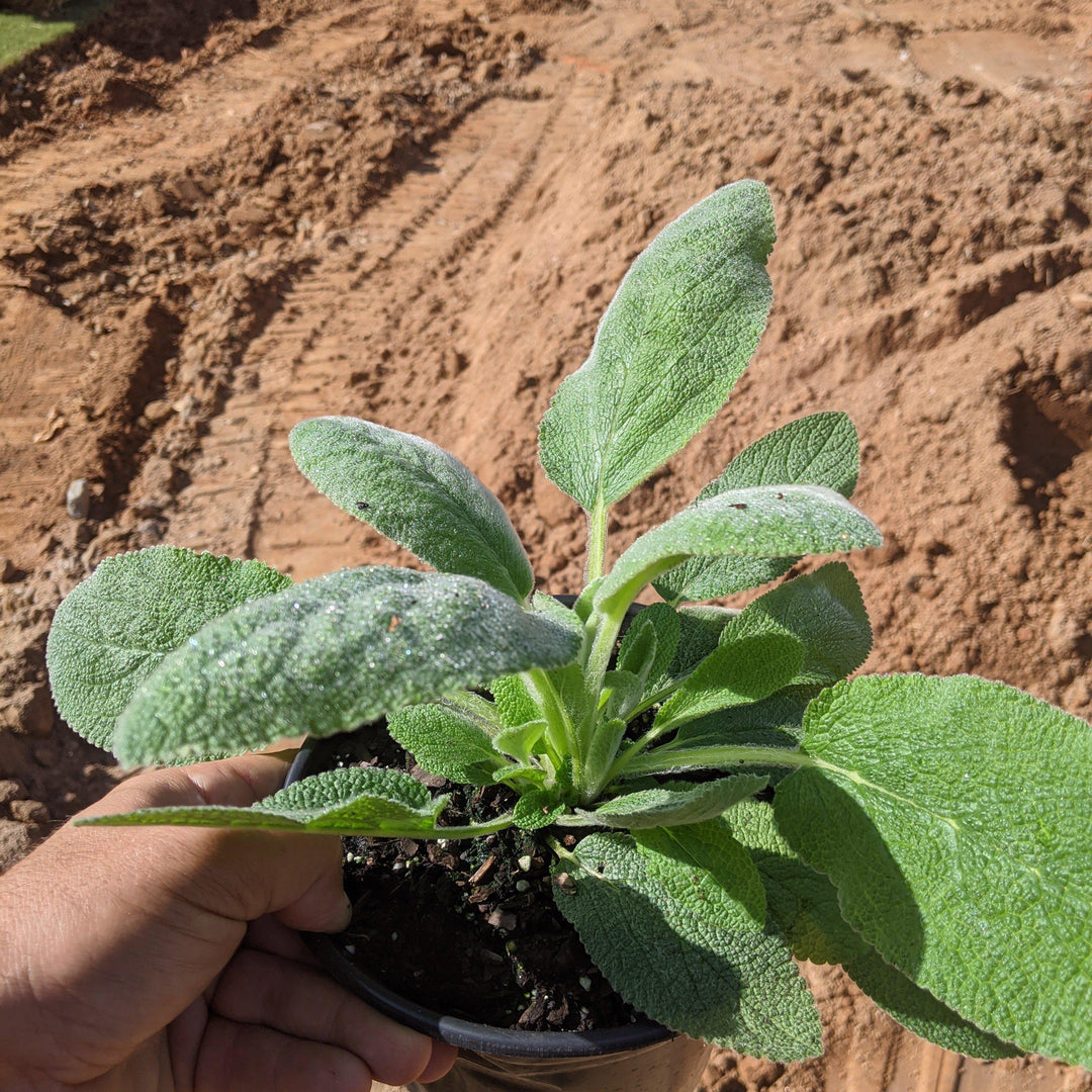 Giant Lamb's Ear