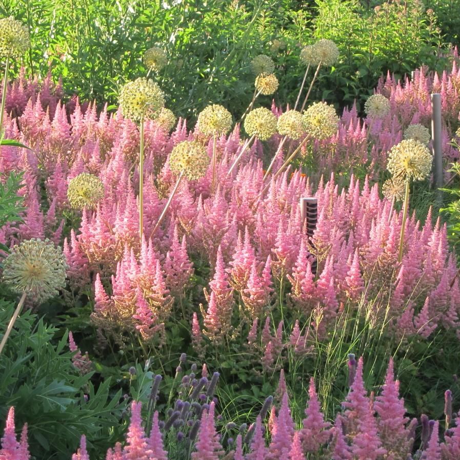 Vision in Pink Chinese Astilbe