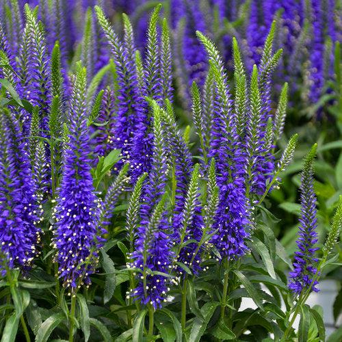 PW® Magic Show® Wizard of Ahhs Veronica