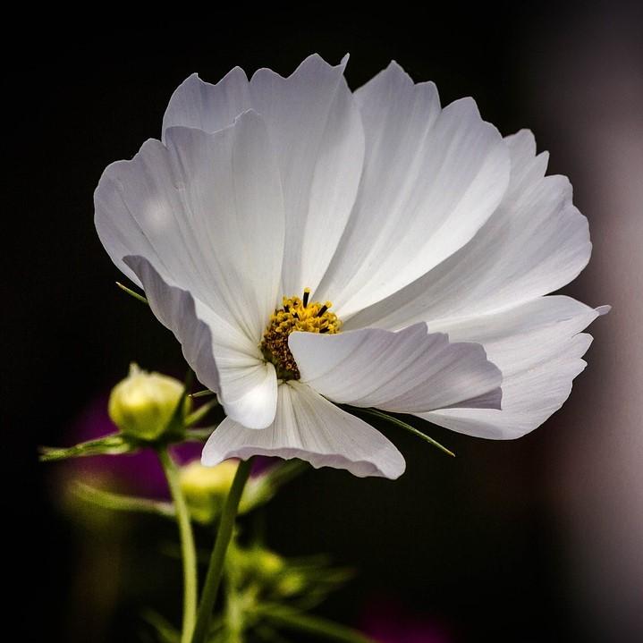 Big Bang™ Polaris Tickseed