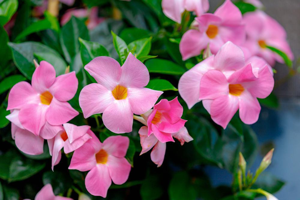 10" Mandevilla Trellis Pink