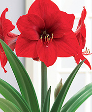 Amaryllis Bulb - Red Lion - 1232900686