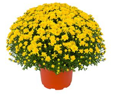 9" Mum - Beverly Gold