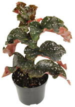 4" Begonia Rex - Crackling Rosie - T4422