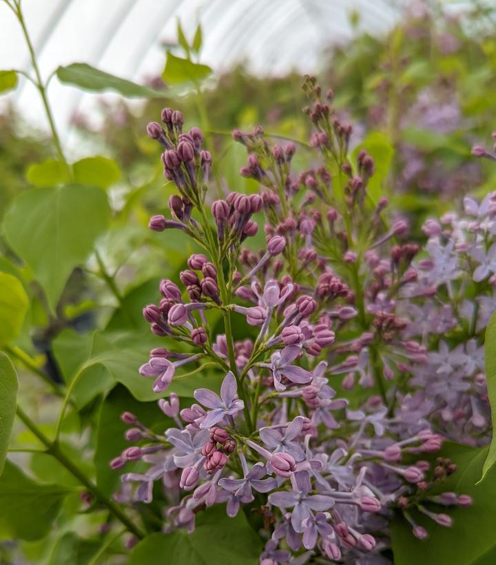 3G Syringa Vulgaris New Age  'Lavender' - Lilac - 1013100