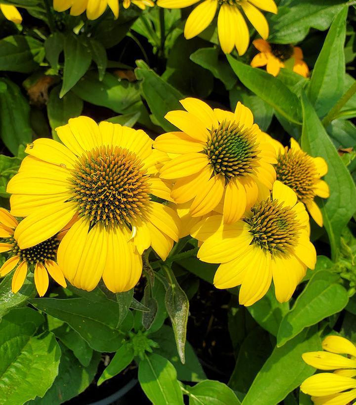 1G Echinacea Artisan 'Yellow Ombre' - Coneflower - 1014985