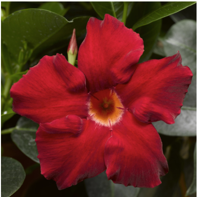 11" HB Mandevilla Hanging Basket
