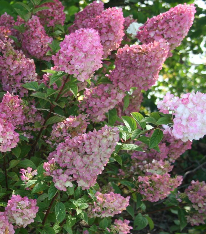 3G Hydrangea Paniculata 'Strawberry Sundae' - 1006550