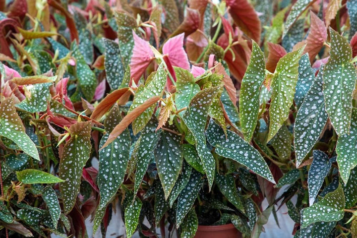 6" Begonia