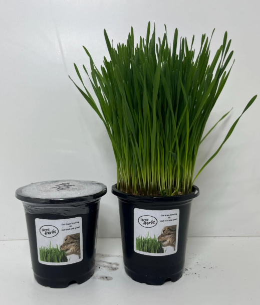 Terra Herbs - Cat Grass