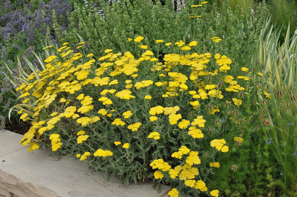 2G Achillea filipendulina 'Moonshine' Moonshine Yarrow 1000620