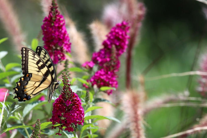 2G Buddleia (Butterfly Bush)  Perennial