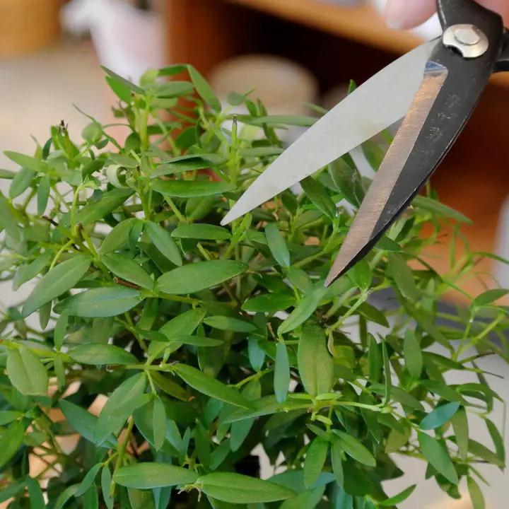 Seattle Seed Co. - Forged Steel Pruning Shears - BON-SNIP