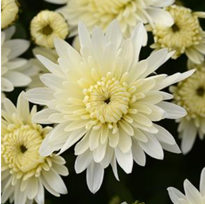 9" Mum - Alpine White