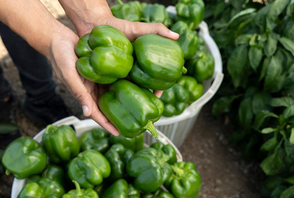 Green Peppers (Local, Hollis, NH) by the lb