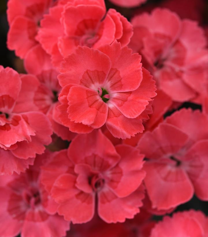1G Dianthus EverLast 'Peach' - 1022326