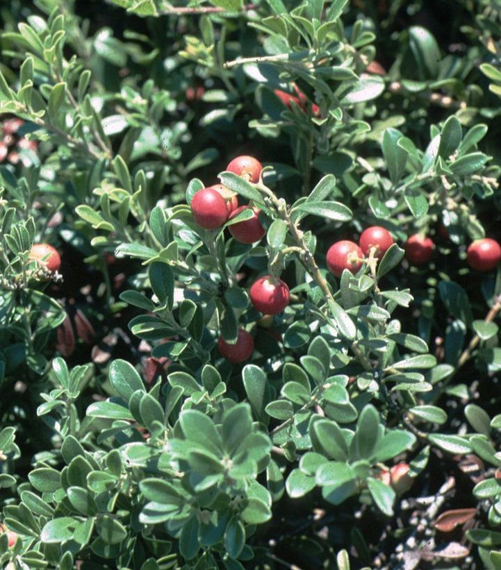 1G Arctostaphylos Massachusetts Hybrid Kinnickinnick - Bearberry - 1003605