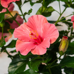 8.5" PW Hibiscus Standard - First Lady Pink - T4479