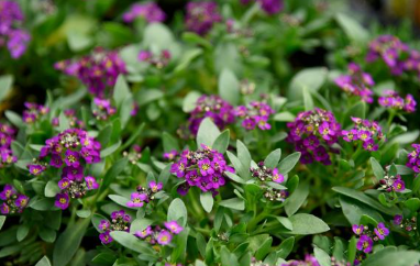 804 - 4 Pack Alyssum - Easter Bonnet Violet