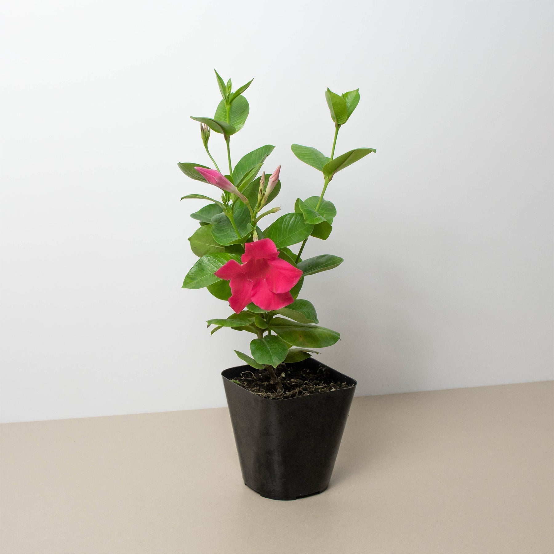 Dipladenia Premier Hot Pink - Thumbnail 3