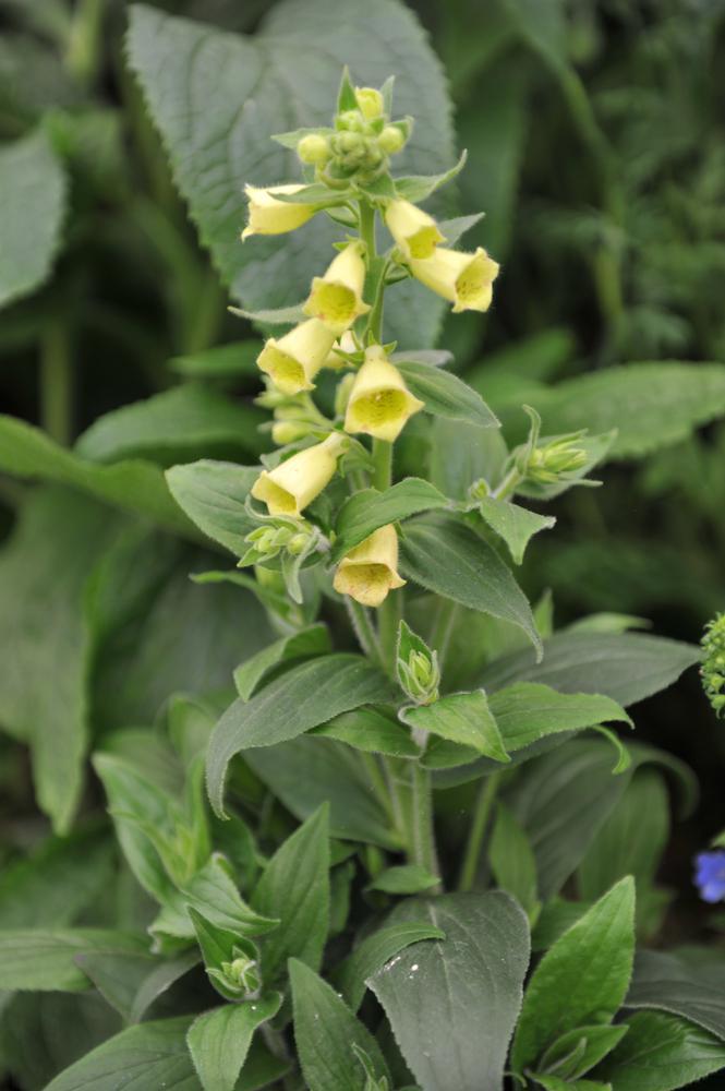 1G Digitalis grandiflora 'Carillon' Carillion Foxglove 1007721
