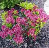 3G Kalmia Latifolia 'Kaleidoscope' - Mountain Laurel - 1000341