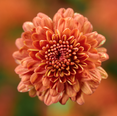 10" HB Mum Hanging Basket - Ursula Fancy Orange