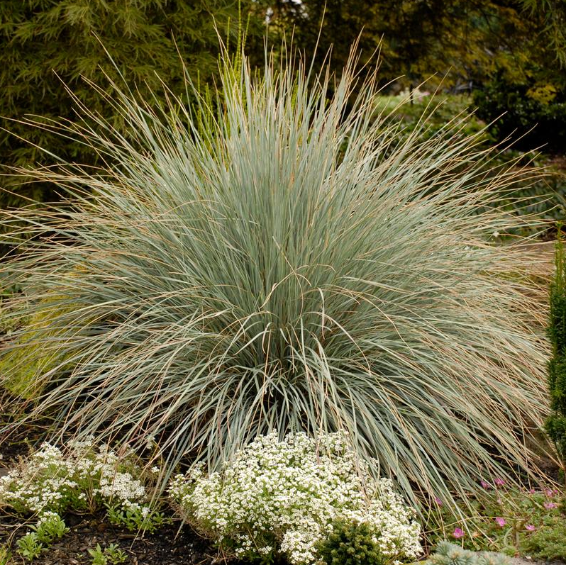 1G Helictotrichon Sempervirens - Blue Oat Grass - 1001004