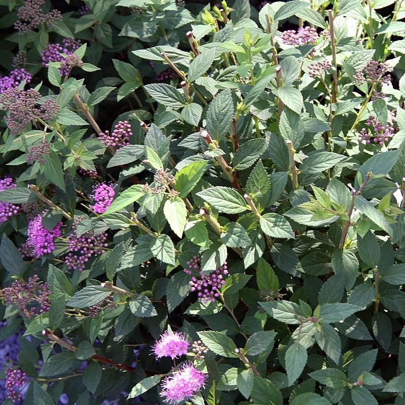 Little Princess Spirea