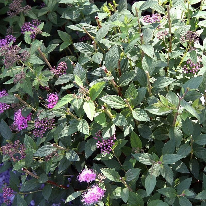 Little Princess Spirea