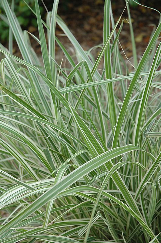 3G Miscanthus sinensis 'Rigoletto' Rigoletto Maiden Grass 1003483