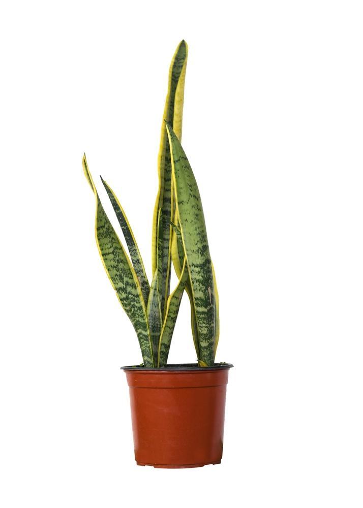 3.5" Sansevieria Assorted (Snake Plant)