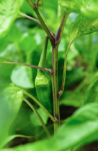 804 Pepper California Wonderful 4 Pack