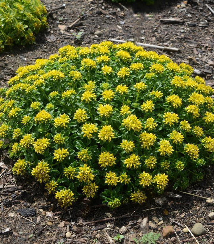 8" Sedum 'Little Miss Sunshine' Little Miss Sunshine Stonecrop: Patent PP30,039 1009773