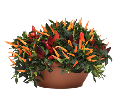 12" Bowl Ornamental Pepper - Carnival