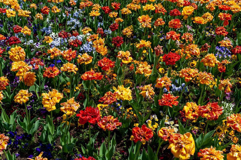 8" Marigold Endurance Assorted