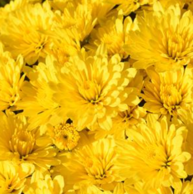 6" Mum - Zinger Yellow