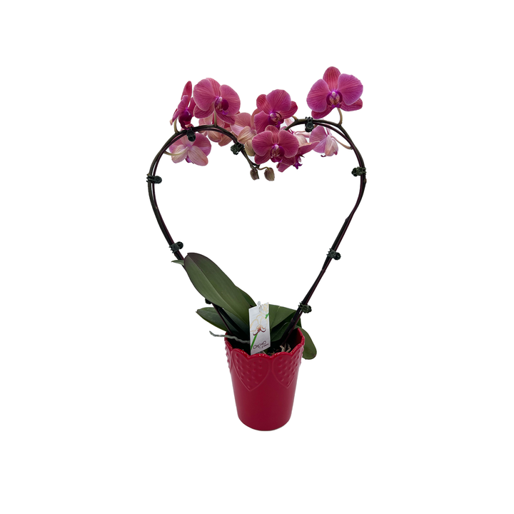 5" Orchid Phalaenopsis - Heart Shape w/ Ceramic Pot - T2984