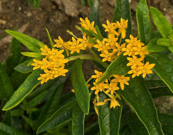 1G Asclepias Tuberosa 'Hello Yellow' - Butterfly Weed - 1008606